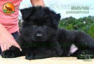 15_PuppiesTZW_CHIZKEYK_PROZA_BOY_BL_LH
