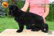 16_PuppiesTZW_CHIZKEYK_PROZA_BOY_BL_LH