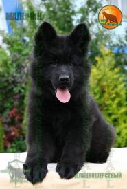 17_PuppiesTZW_CHIZKEYK_PROZA_BOY_BL_LH