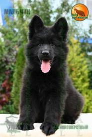 18_PuppiesTZW_CHIZKEYK_PROZA_BOY_BL_LH