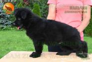 19_PuppiesTZW_CHIZKEYK_PROZA_BOY_BL_LH