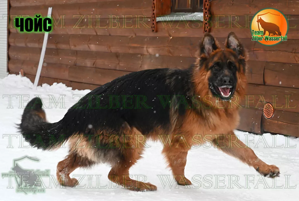 Puppies PARAD & SAMIRA - CHOYS / LH / Puppies PARAD & SAMIRA - CHOYS / LH /