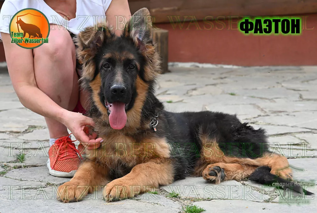 Puppies SHMEISSER & PALITRA - FAETON / LH /