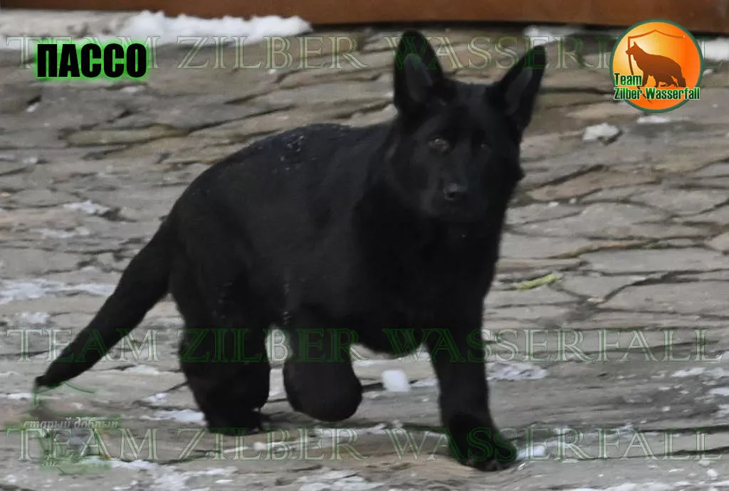 Puppies TORNADO & ZEBRA - PASSO / Black / Puppies TORNADO & ZEBRA - PASSO / Black /