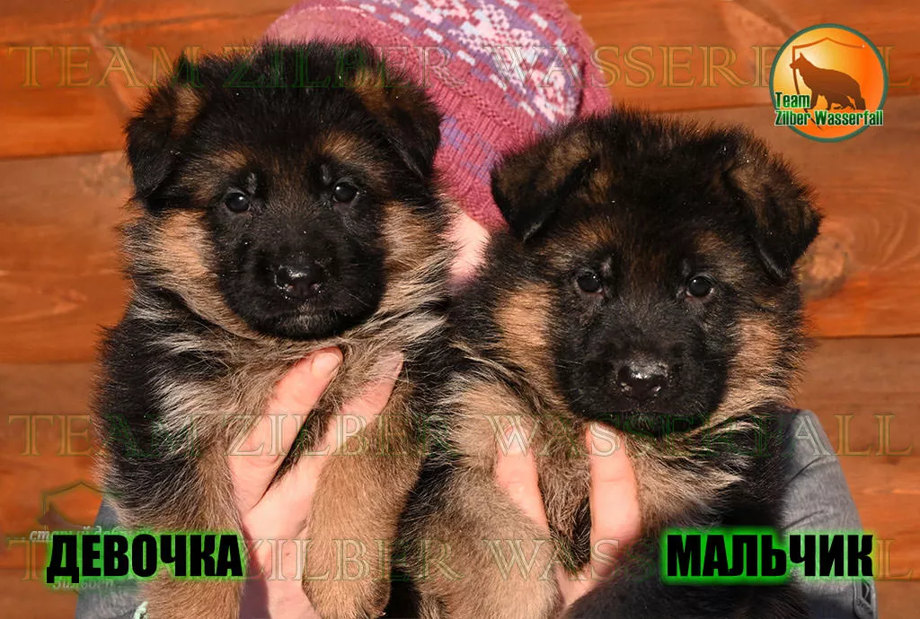 Puppies HENK & ZYAMA - BOY and GIRL