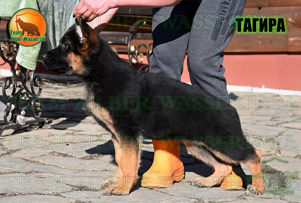 Puppies PREZIDENT & LONGA - TAGIRA