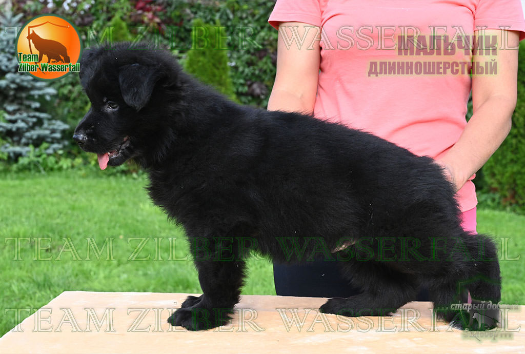 Puppies CHIZKEYK & PROZA - BOY / Black - LH /