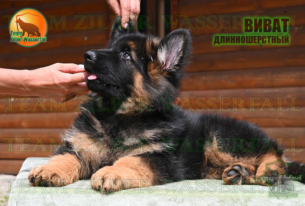 Puppies D-AKBARS & ROMASHKA - VIVAT / LH /