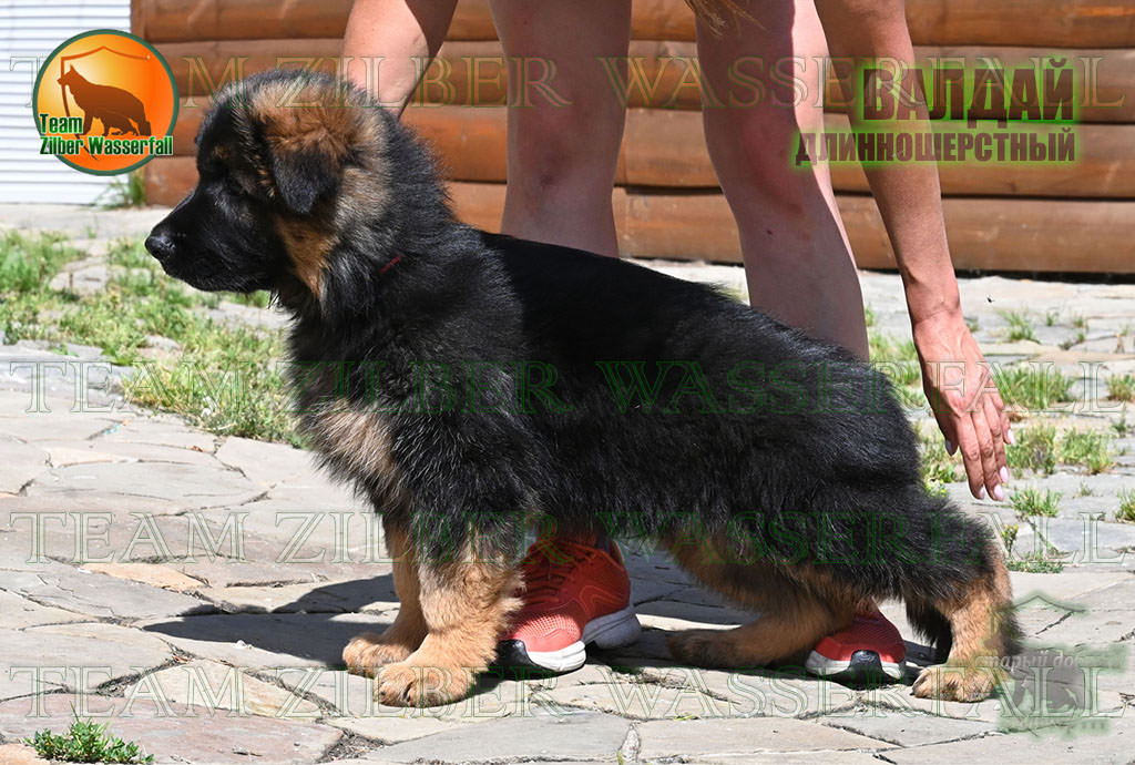 Puppies D-AKBARS & ROMASHKA - VALDAIY / LH /