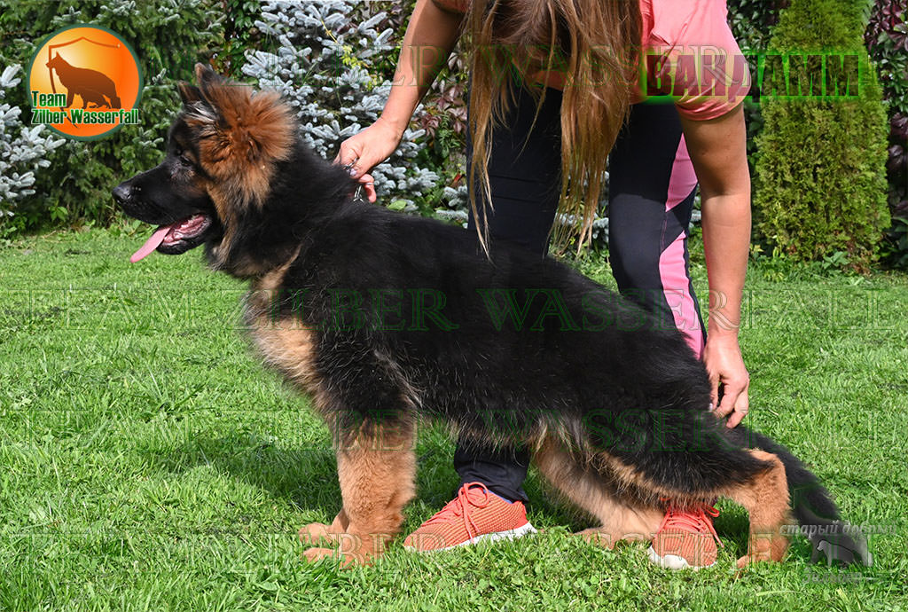 Puppies D-AKBARS & ROMASHKA - VANDAMM / LH / Puppies D-AKBARS & ROMASHKA - VANDAMM / LH /