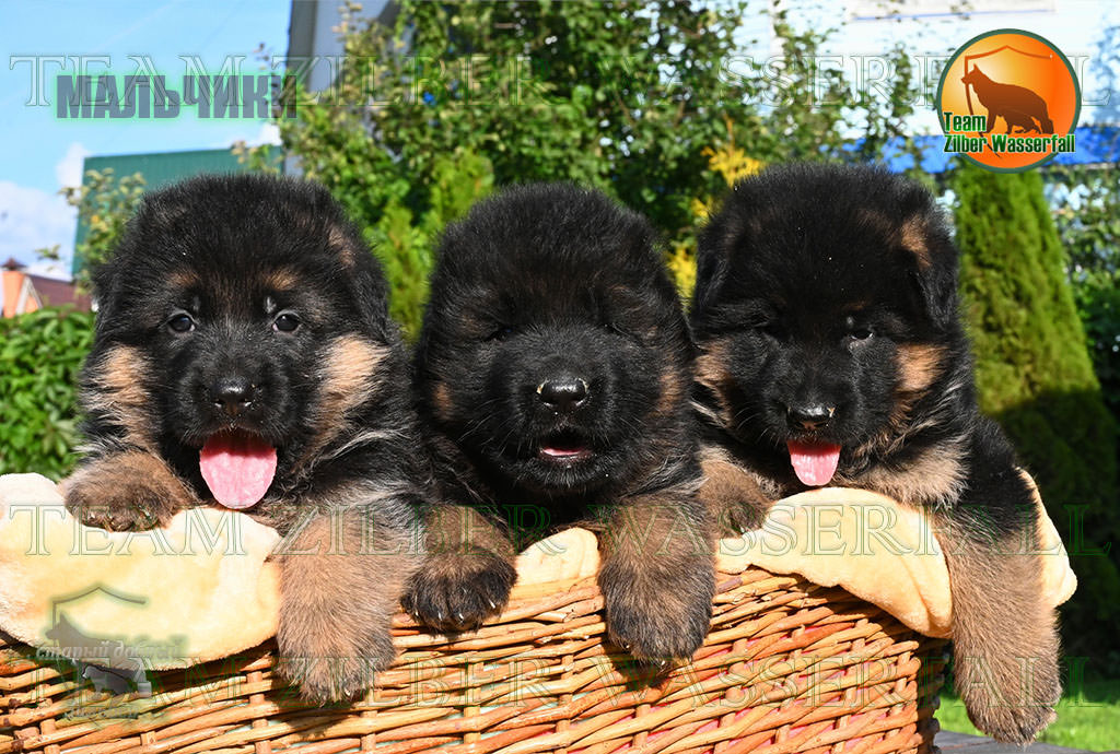Puppies LENNOX & LAVINA - BOYS Puppies LENNOX & LAVINA - BOYS