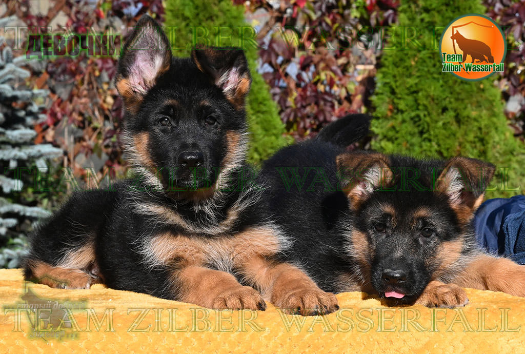 Puppies LENNOX & LAVINA - GIRLS