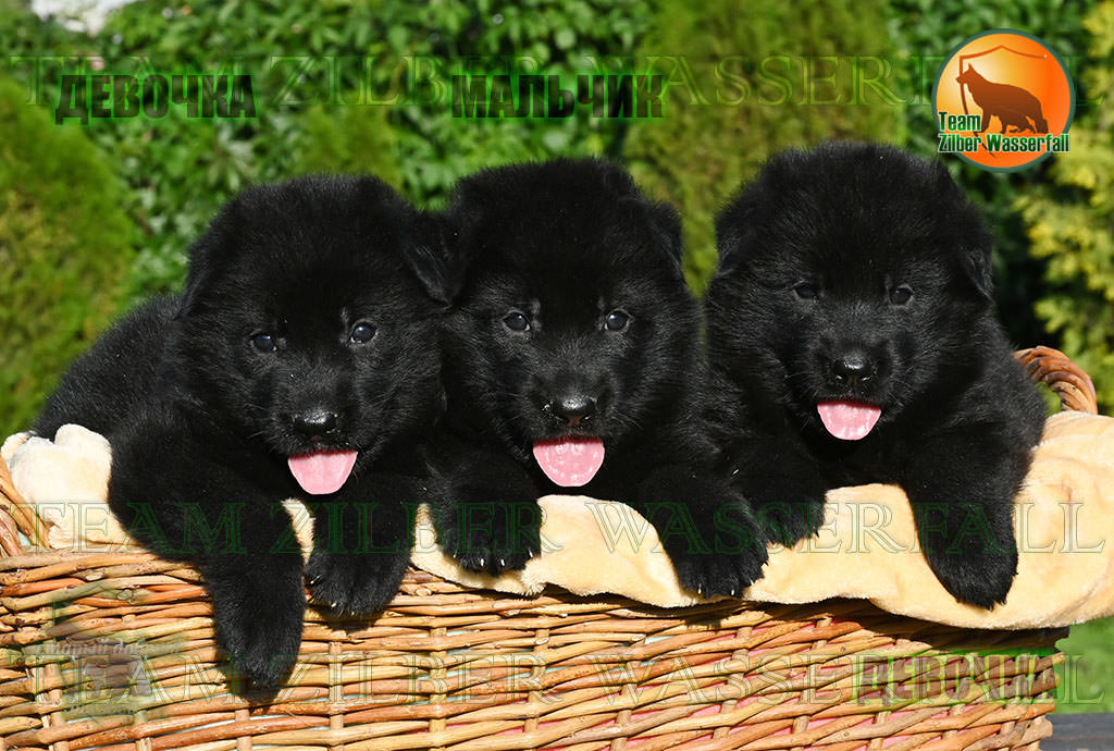 Puppies LENNOX & ZEBRA - BOY and GIRLS / Black / Puppies LENNOX & ZEBRA - BOY and GIRLS / Black /
