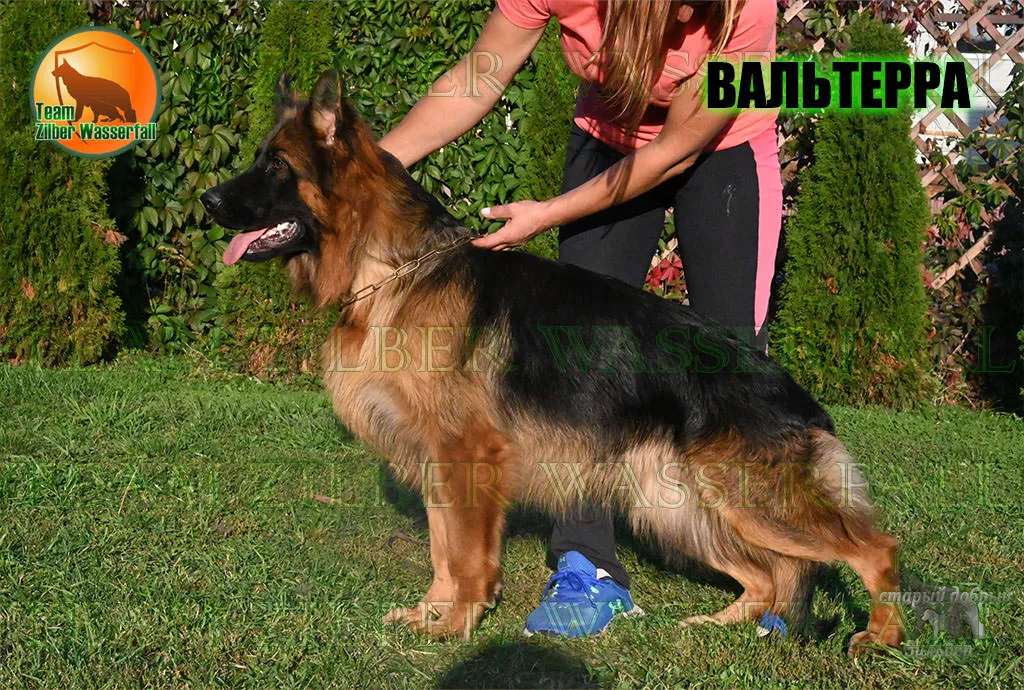 Puppies O-FREGAT & EVGENIKA - VAL'TERRA / LH / Puppies O-FREGAT & EVGENIKA - VAL'TERRA / LH /