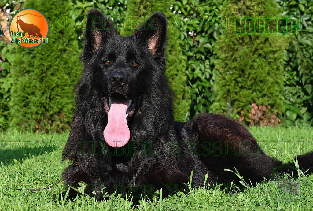 Puppies O-FREGAT & ZAMBIYA - KOSMOS / Black - LH /