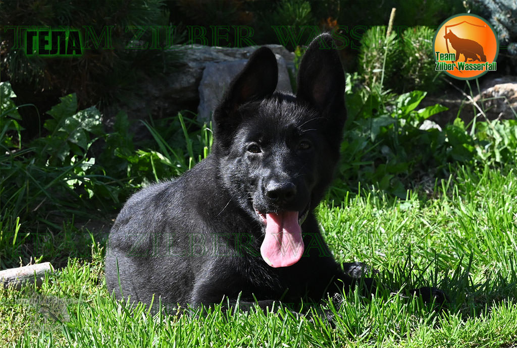 Puppies URAGAN & BELUCHCHI - GELA / Black /